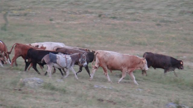 Kars'ta işkenceye maruz kalan eşekler koruma altında