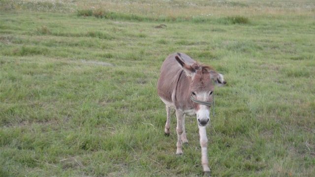 Kars'ta işkenceye maruz kalan eşekler koruma altında