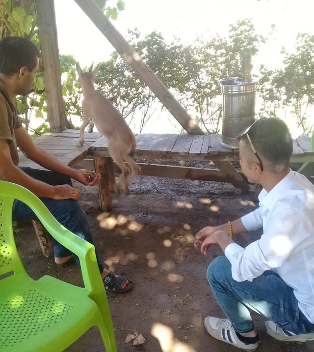 Çukurca'da dağ keçileri, köye indi