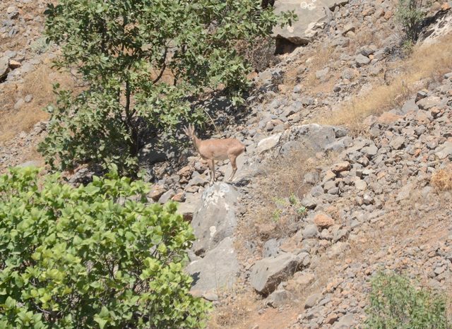 Çukurca'da dağ keçileri, köye indi