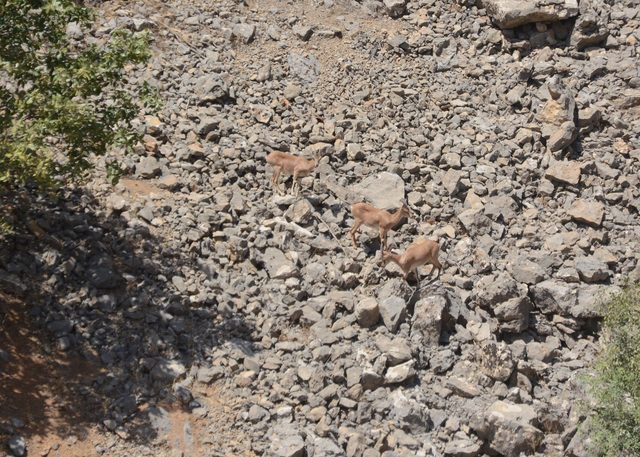 Çukurca'da dağ keçileri, köye indi