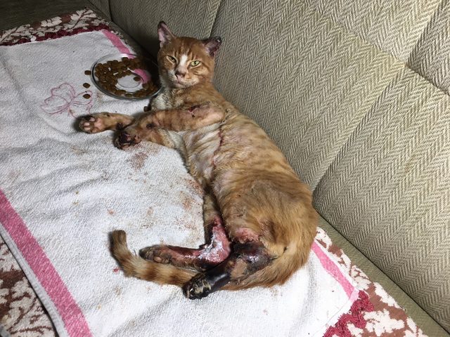 Bacakları yakılan kediye sahip çıktı Son Dakika Haberler