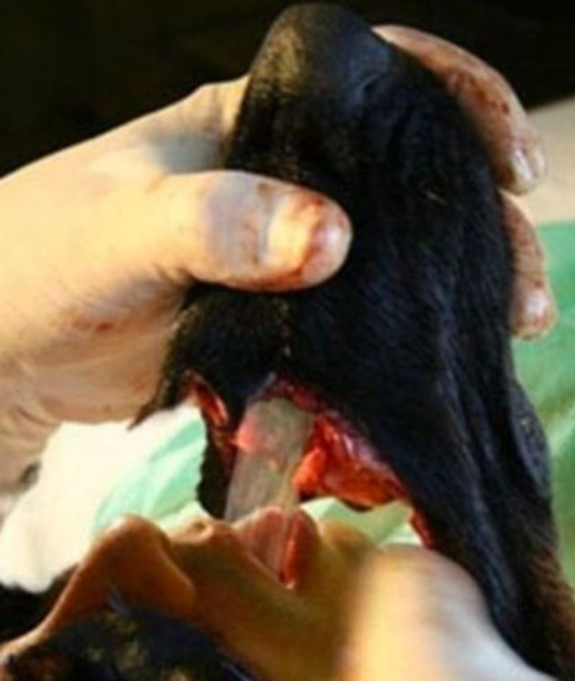 Köpek adam dümeni ortaya çıktı! Foto Analiz Haberleri