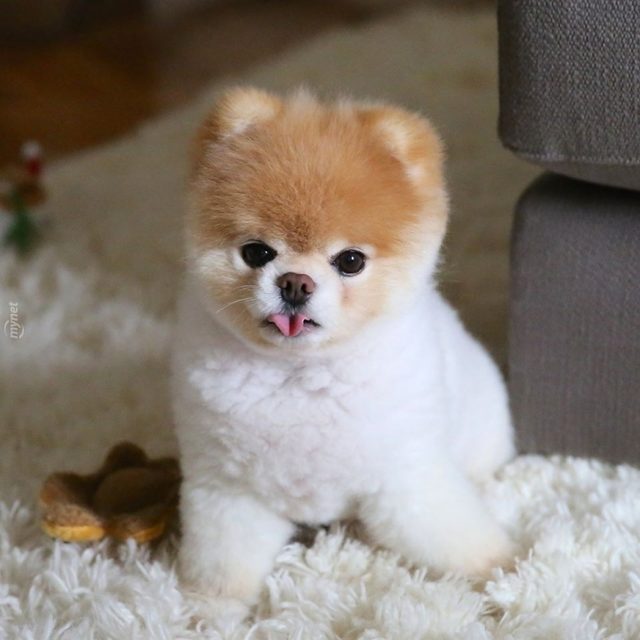 Dünyanın En Sevimli Köpeği Boo�yu Görünce Gökkuşağı Kusacaksınız