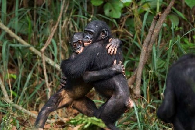 Zeig mir bilder von bonobo