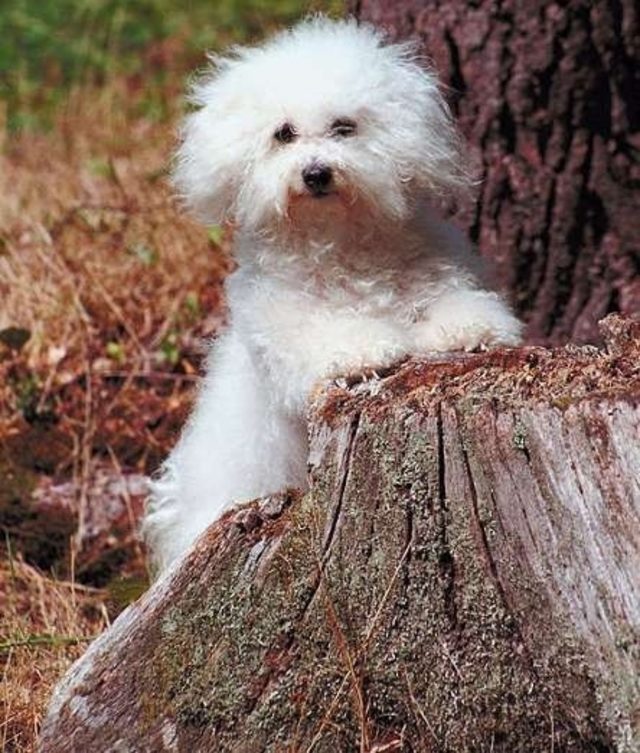 14 Popüler Beyaz Köpek Cinsi trend