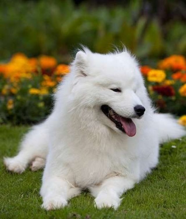 14 Popüler Beyaz Köpek Cinsi trend