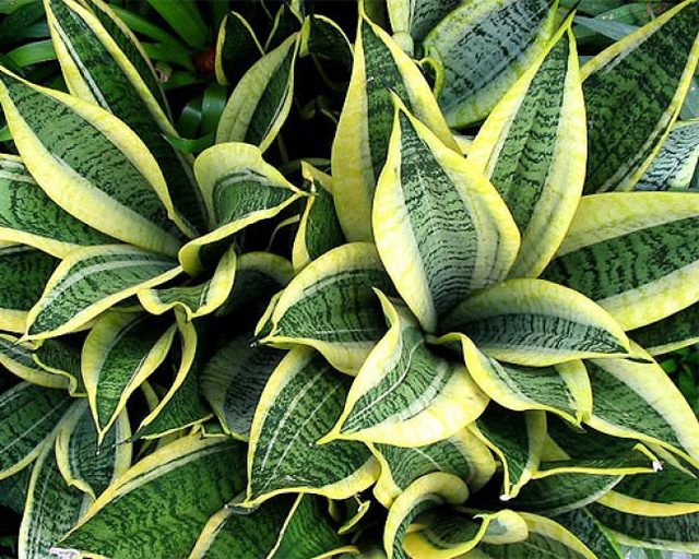Sansevieria Trifasciata