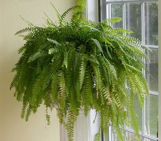 Boston Fern